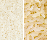 japonica indica rice 