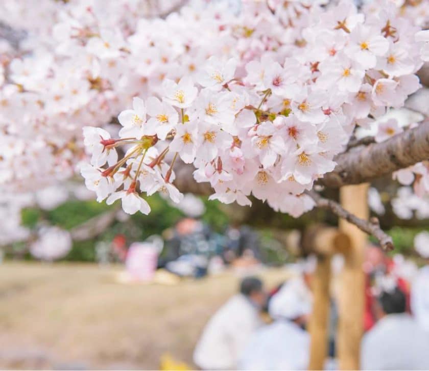 Savoring Spring with Our Hanami Selection - Foodex